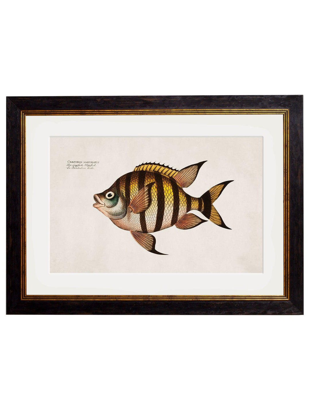 c.1785 Tropical Fish - TheArtistsQuarter