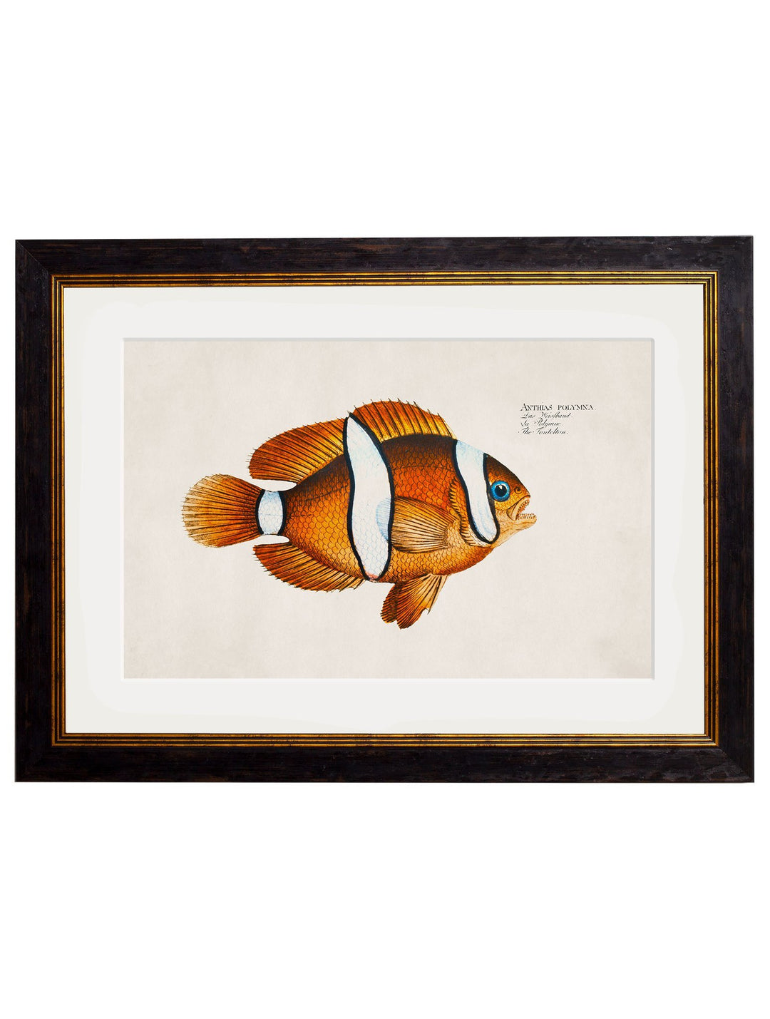 c.1785 Tropical Fish - TheArtistsQuarter