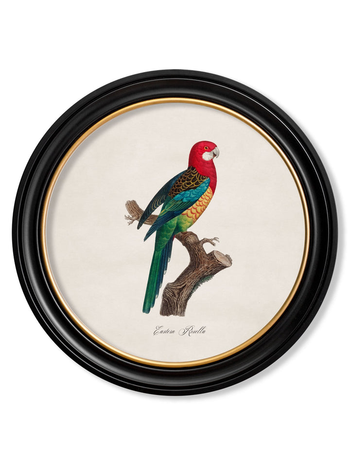 C.1800's Collection of Parrots in Round Frames 1 - TheArtistsQuarter