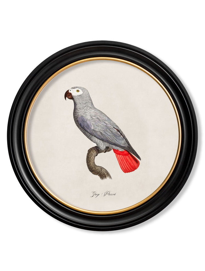 C.1800's Collection of Parrots in Round Frames 1 - TheArtistsQuarter