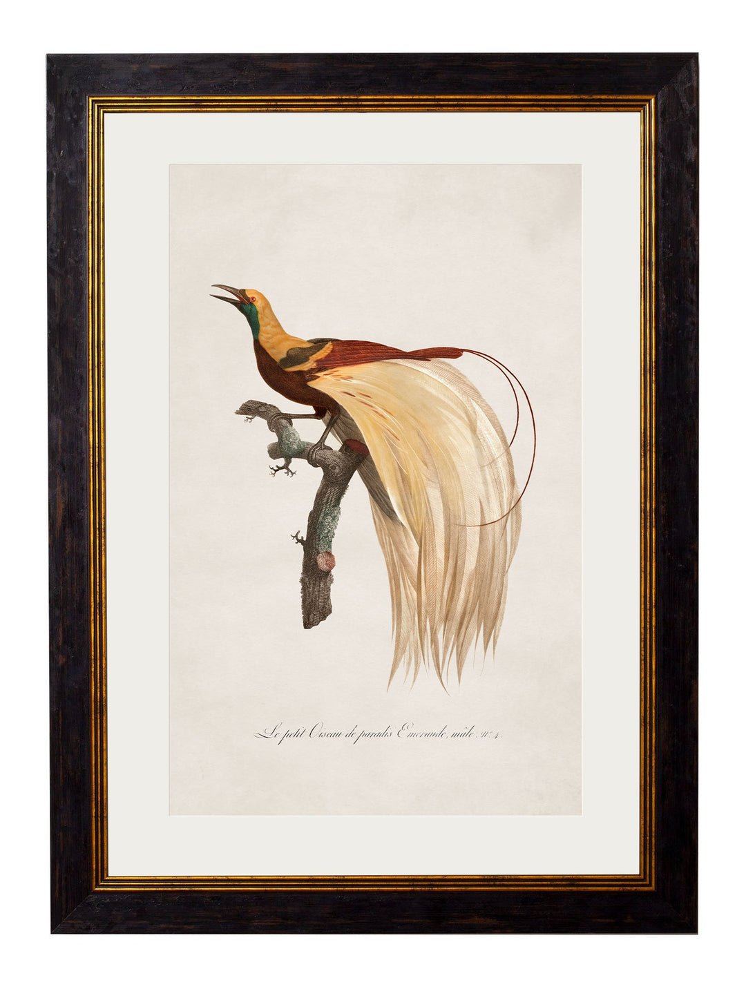 c.1809 Birds of Paradise - TheArtistsQuarter