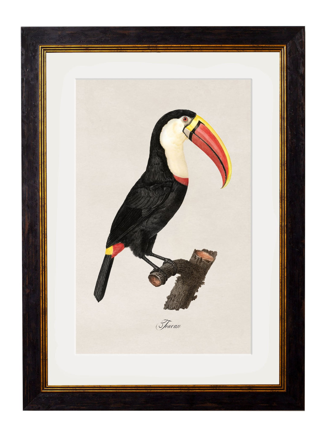 c.1809 Toucans - TheArtistsQuarter