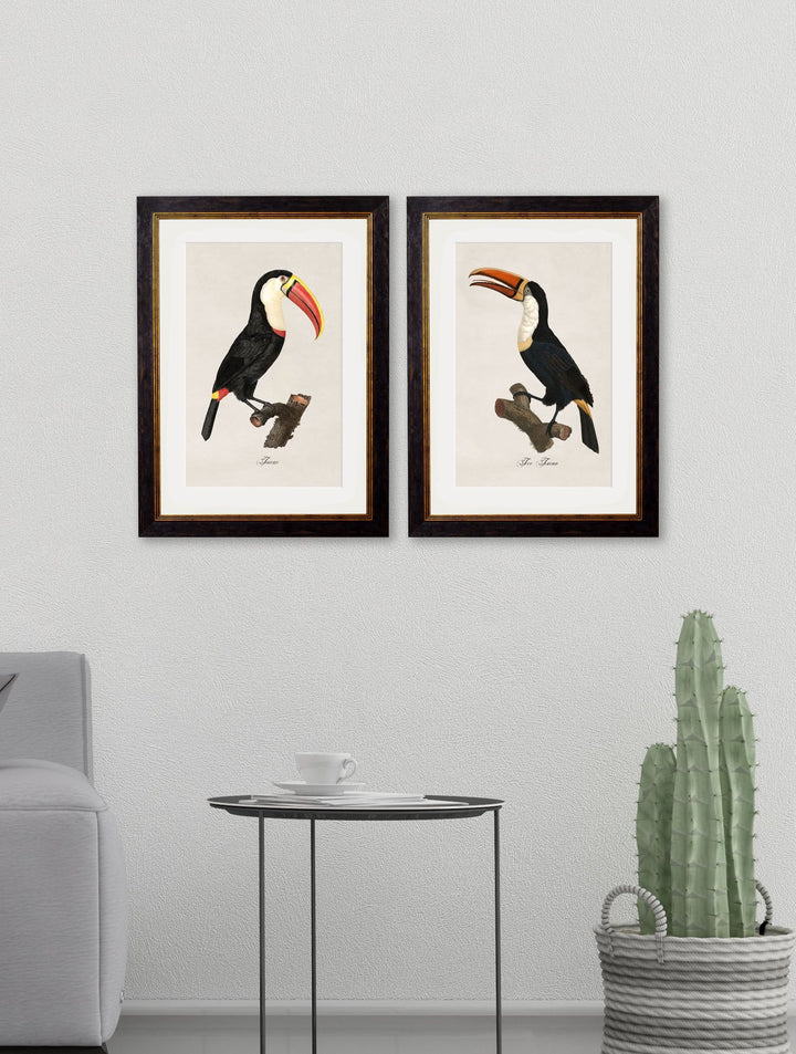 c.1809 Toucans - TheArtistsQuarter