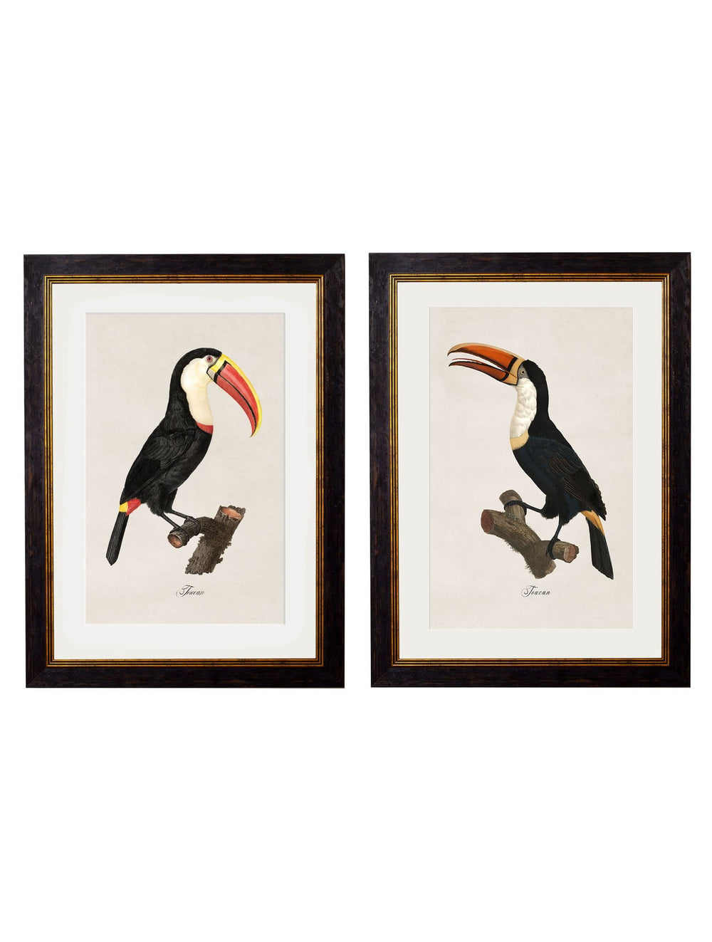 c.1809 Toucans - TheArtistsQuarter