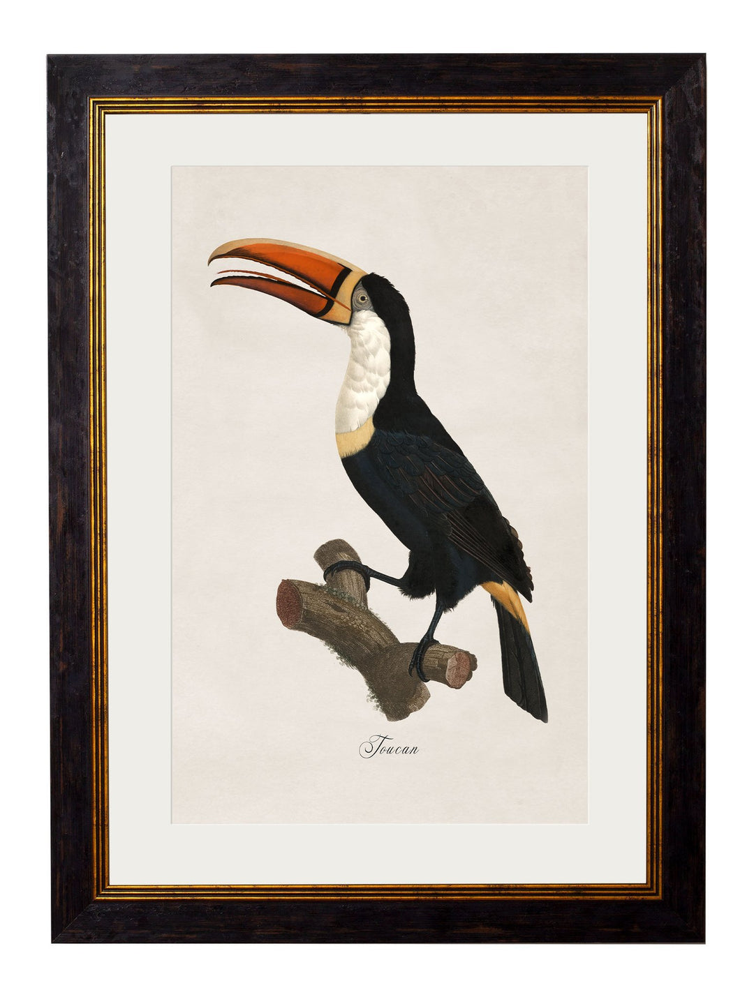 c.1809 Toucans - TheArtistsQuarter