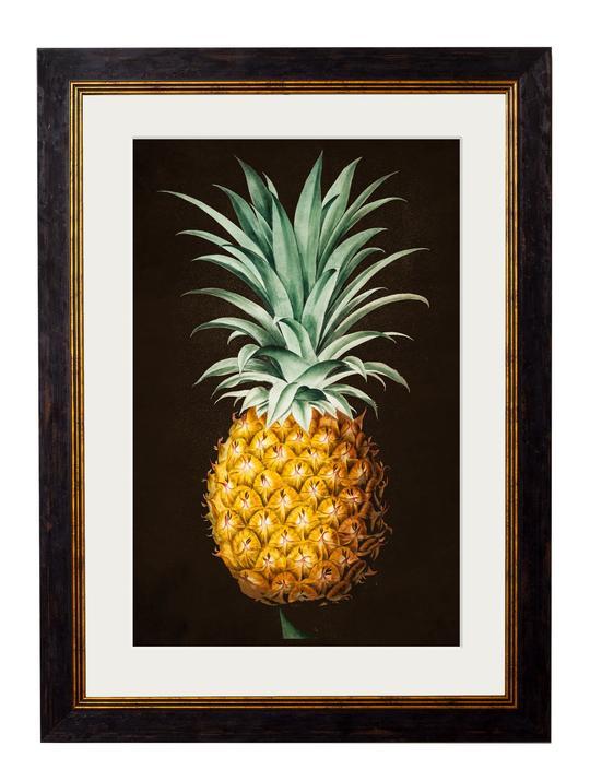 C.1812 Pineapple Plant Studies - TheArtistsQuarter