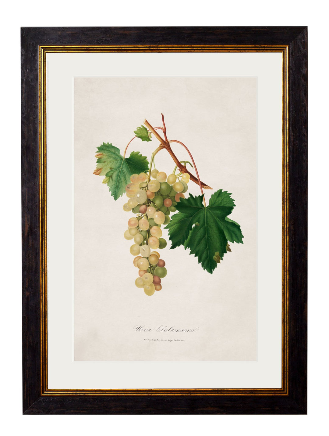 c.1817 Collection of Botanical Grapes - TheArtistsQuarter