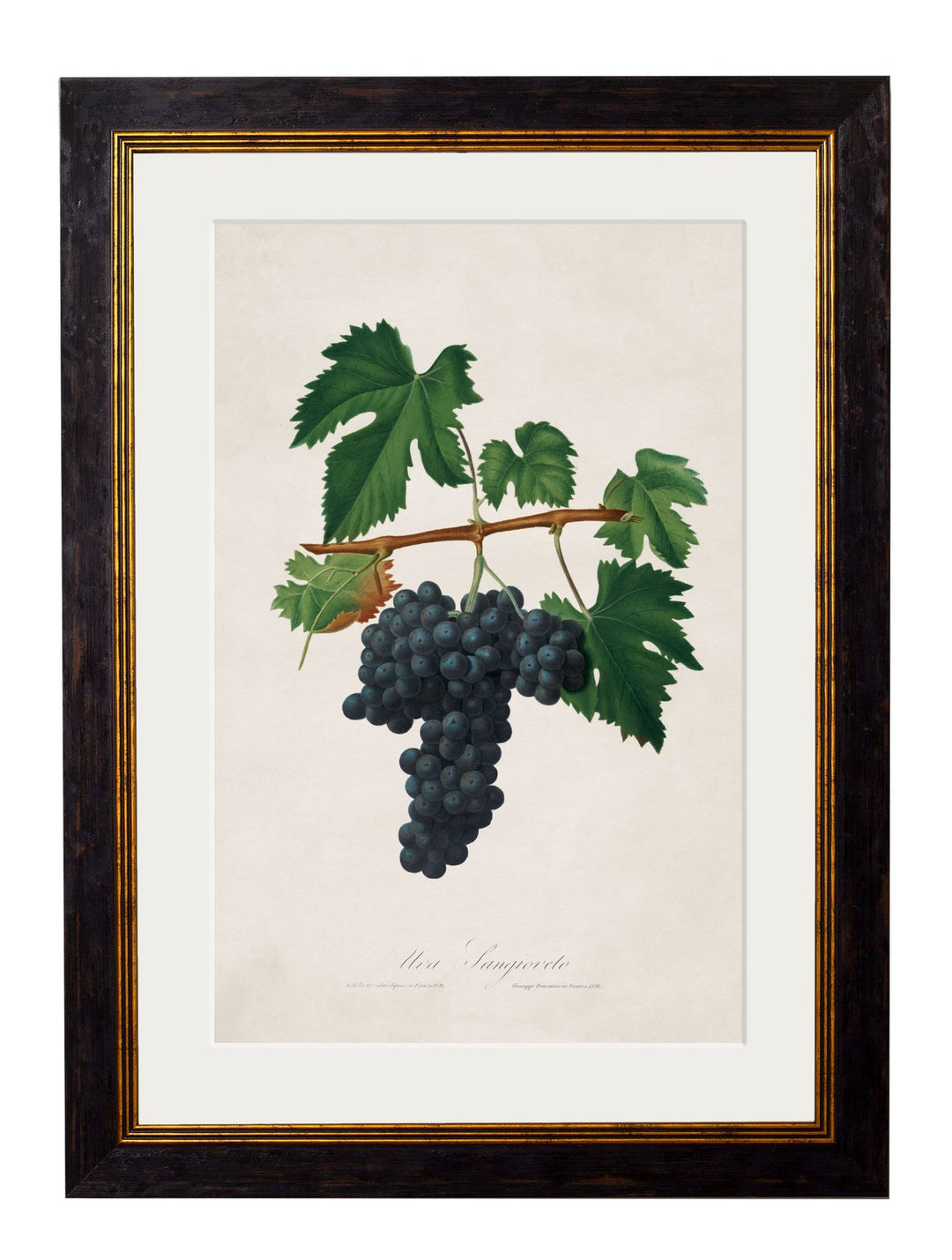 c.1817 Collection of Botanical Grapes - TheArtistsQuarter