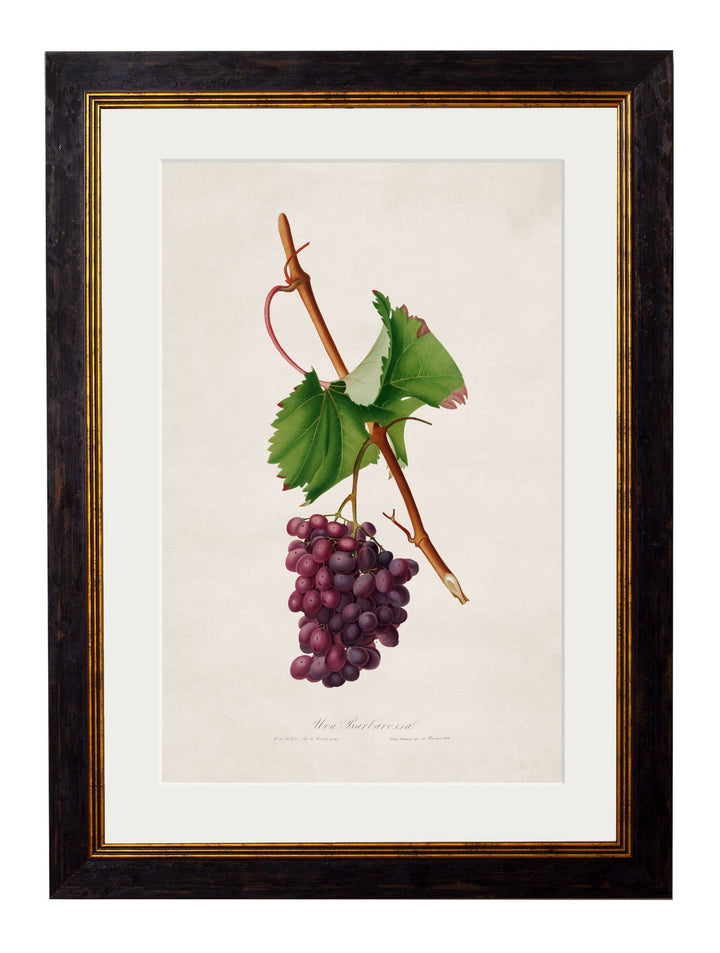 c.1817 Collection of Botanical Grapes - TheArtistsQuarter