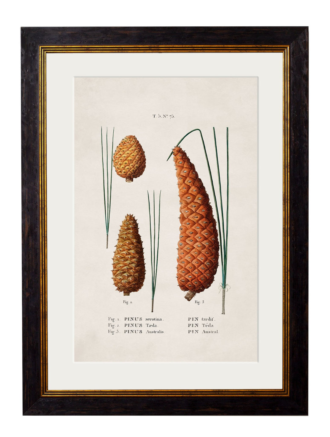 c.1819 Study of British Leaves and Pinecones - TheArtistsQuarter