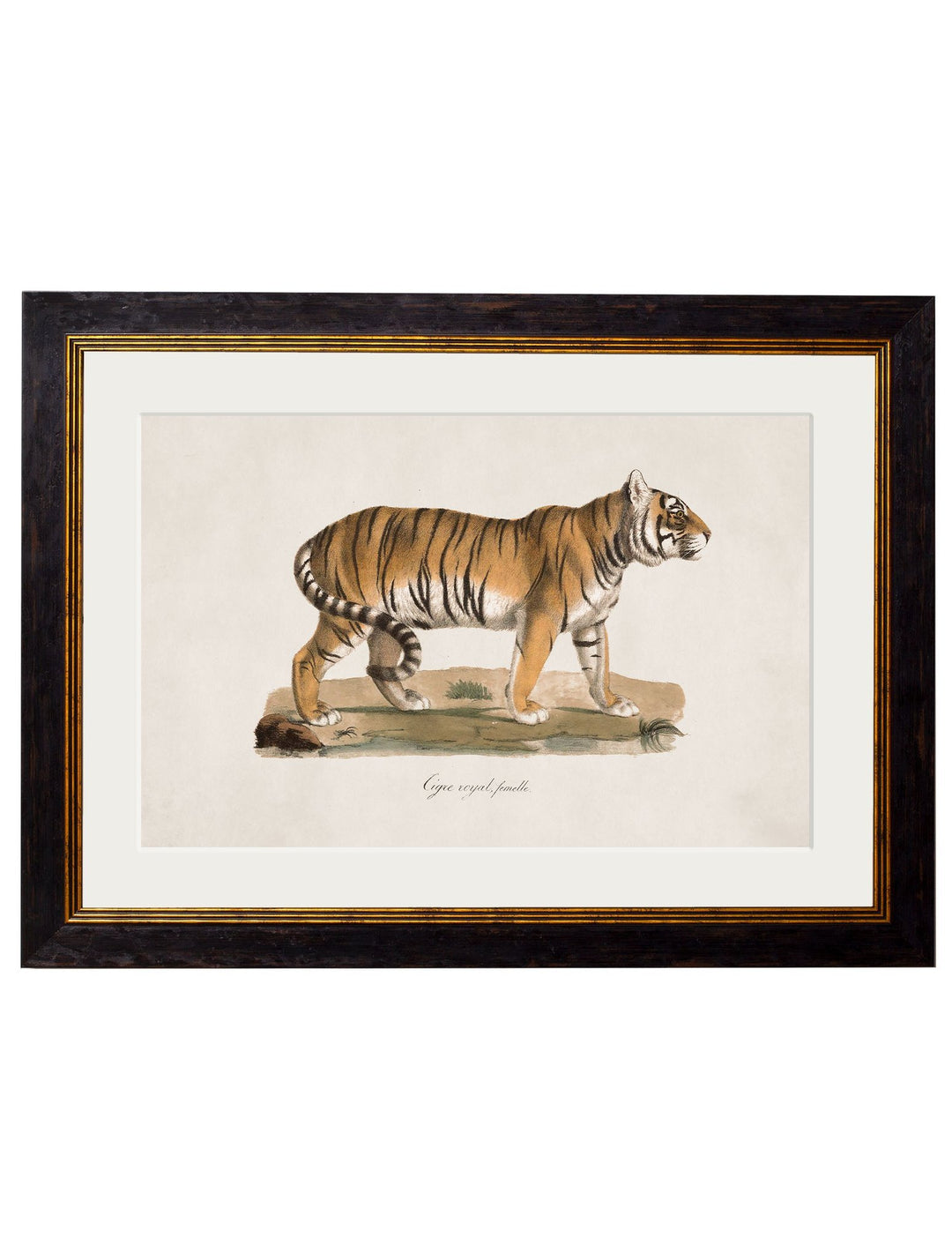 c.1824 Tiger - TheArtistsQuarter