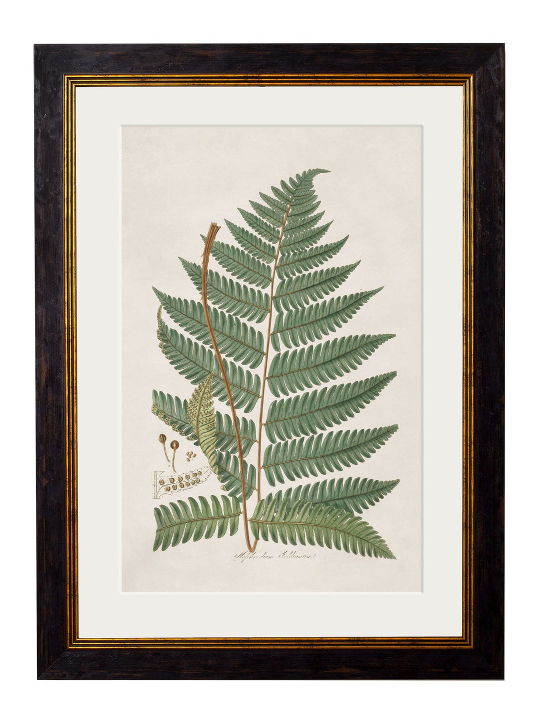 c.1831 Collection of Ferns - TheArtistsQuarter