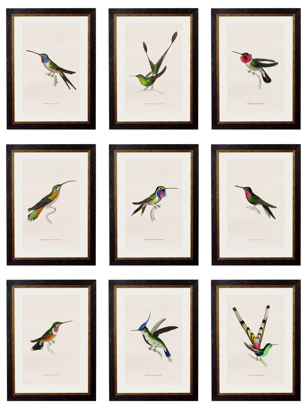 c.1833 Hummingbirds - TheArtistsQuarter