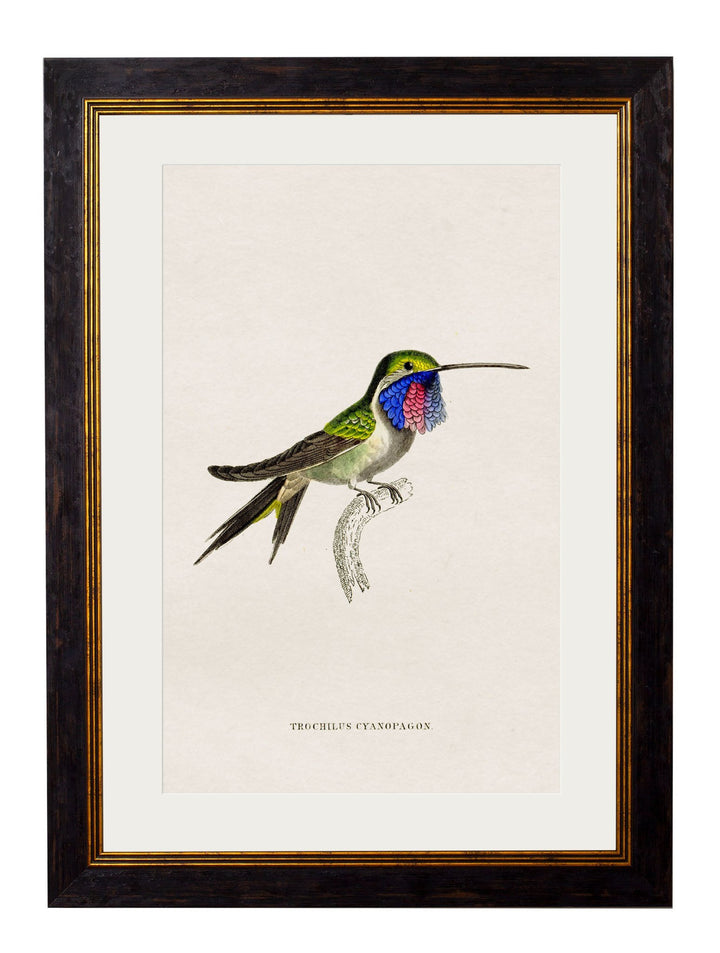 c.1833 Hummingbirds - TheArtistsQuarter