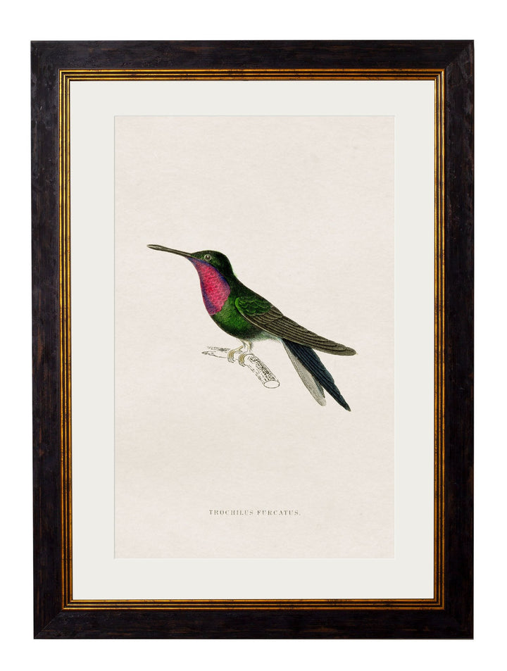 c.1833 Hummingbirds - TheArtistsQuarter