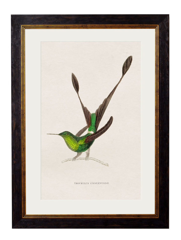 c.1833 Hummingbirds - TheArtistsQuarter