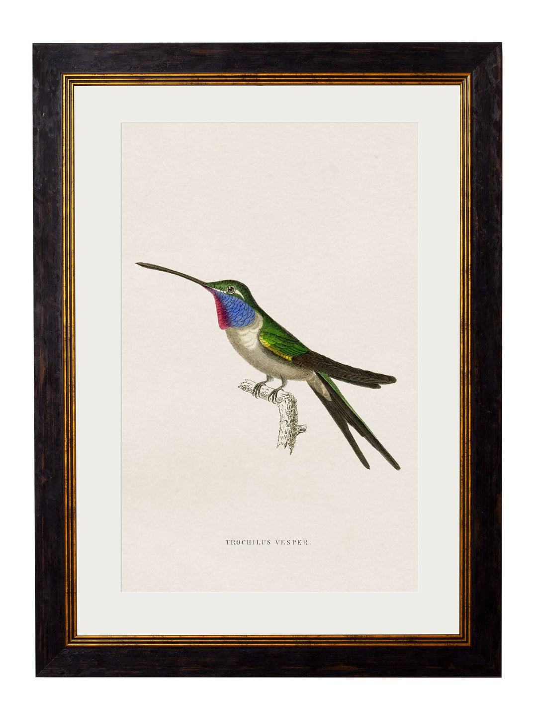 c.1833 Hummingbirds - TheArtistsQuarter