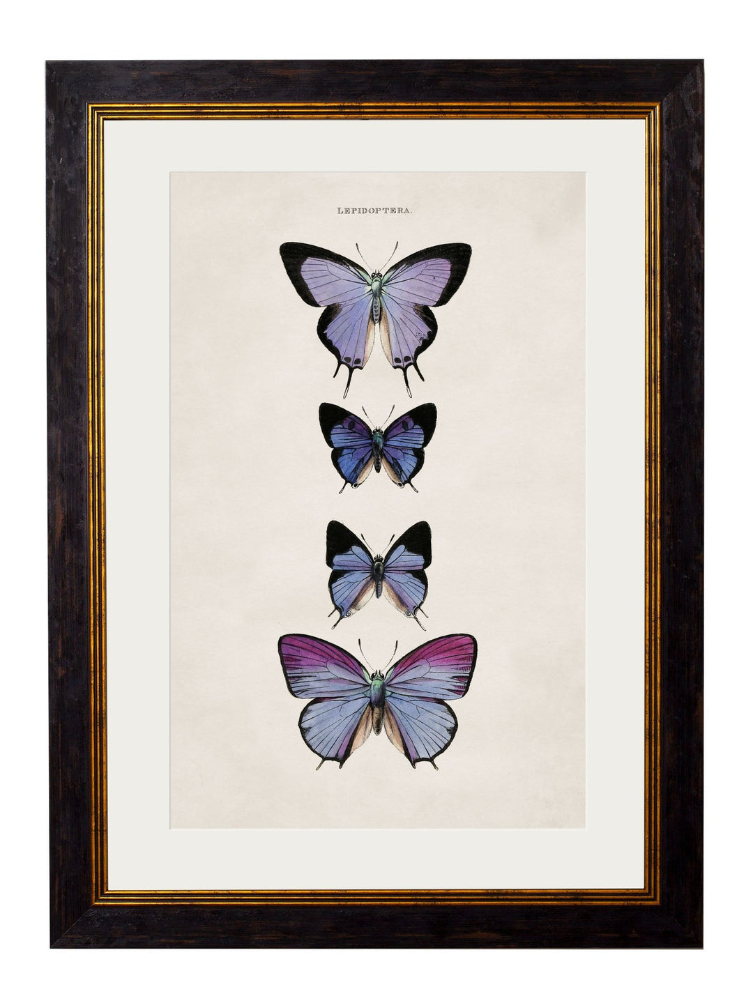 c.1835 Butterflies - TheArtistsQuarter