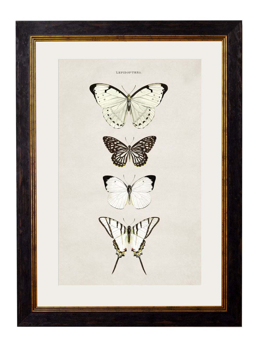 c.1835 Butterflies - TheArtistsQuarter