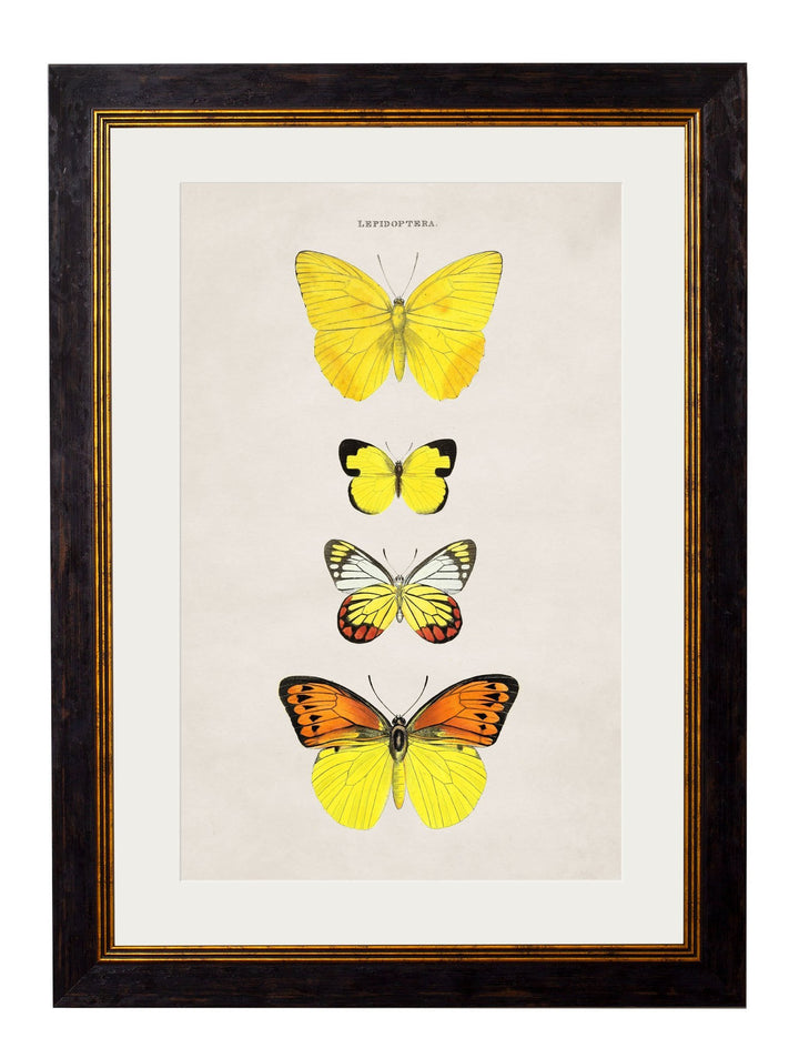 c.1835 Butterflies - TheArtistsQuarter