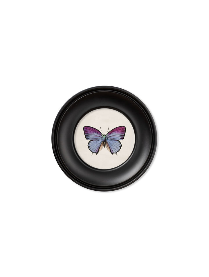 c.1835 Tropical Butterflies - Round Frames - TheArtistsQuarter