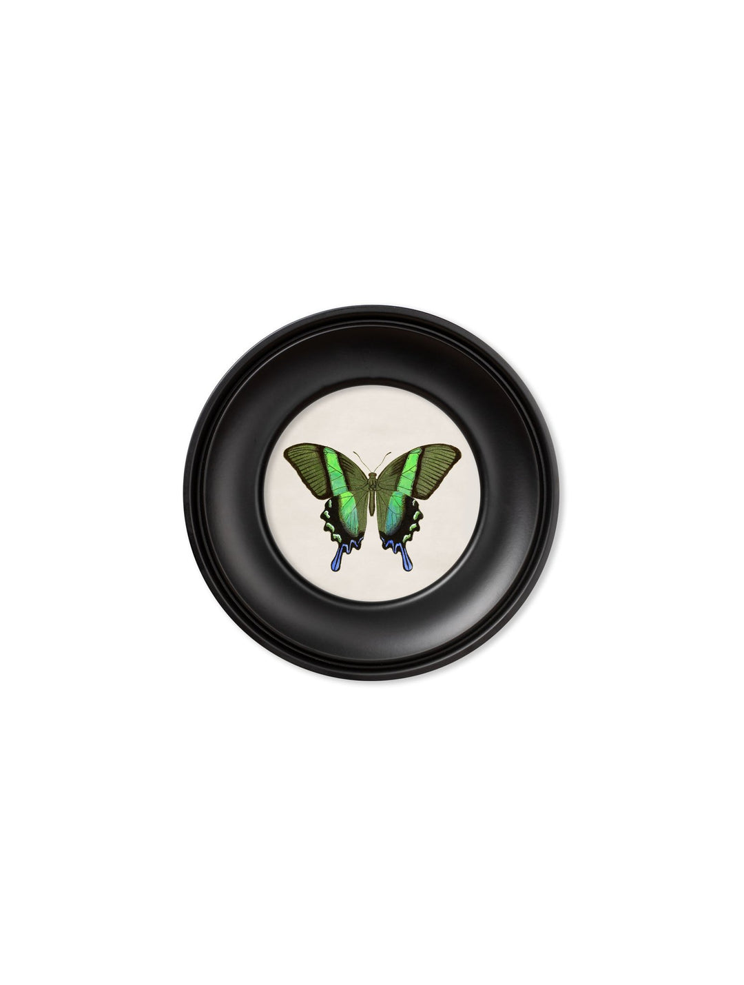 c.1835 Tropical Butterflies - Round Frames - TheArtistsQuarter