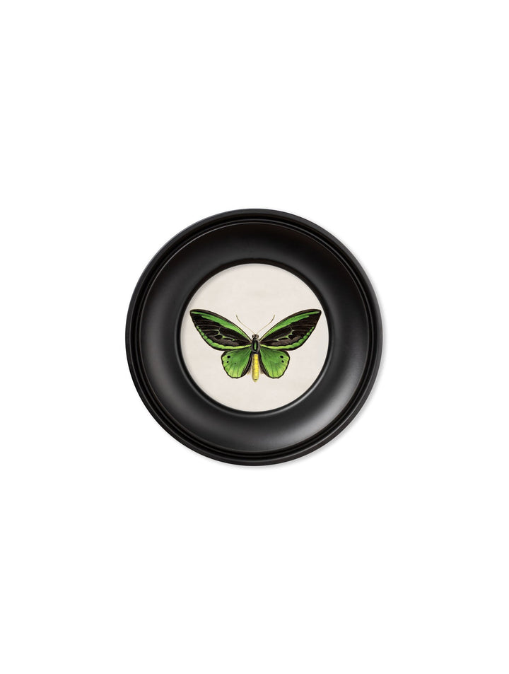 c.1835 Tropical Butterflies - Round Frames - TheArtistsQuarter