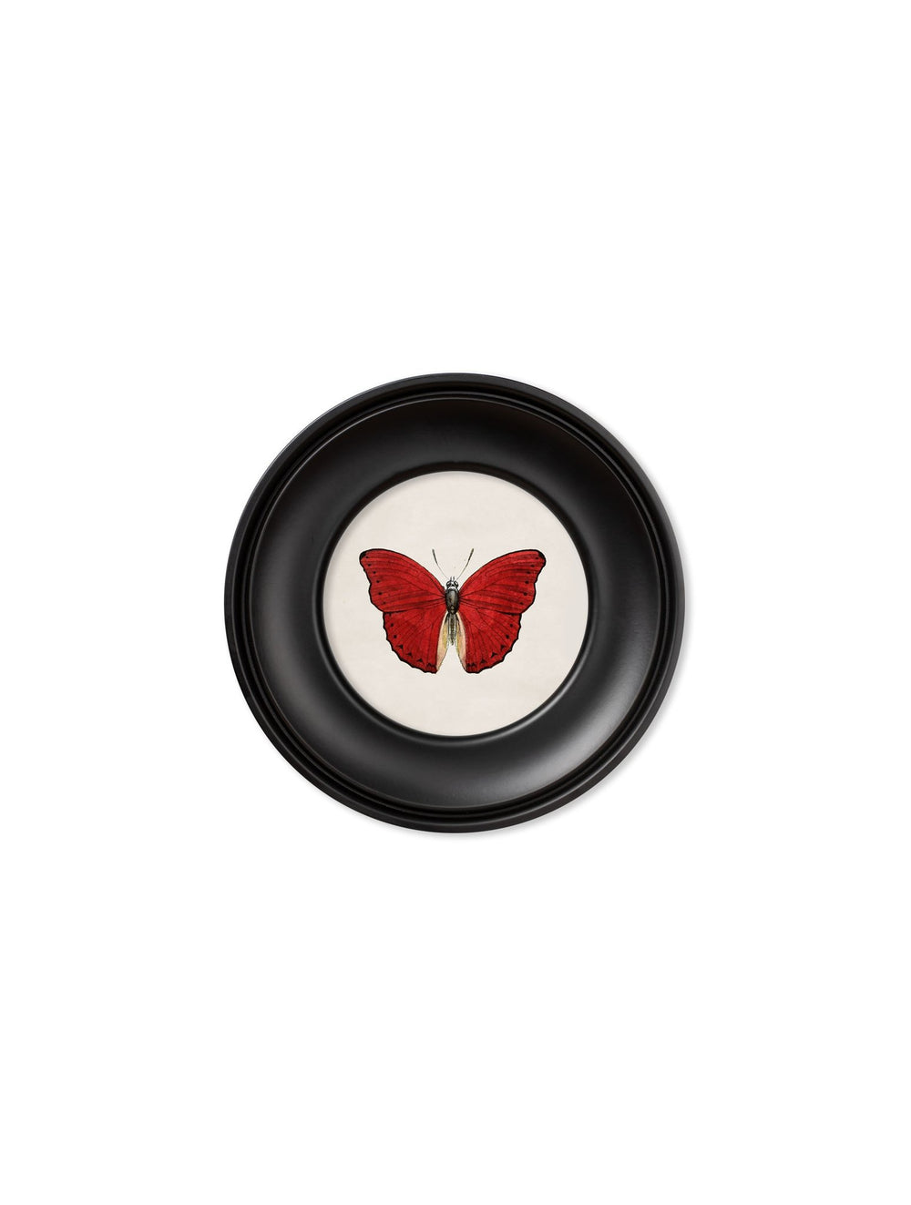 c.1835 Tropical Butterflies - Round Frames - TheArtistsQuarter