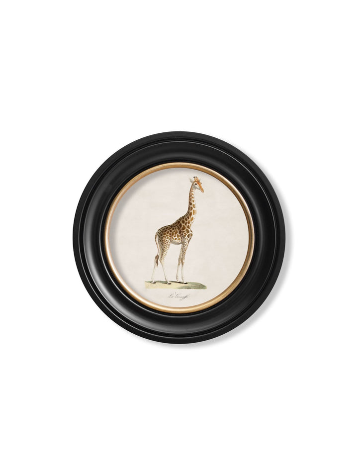 c.1836 Giraffe - Round Frame - TheArtistsQuarter