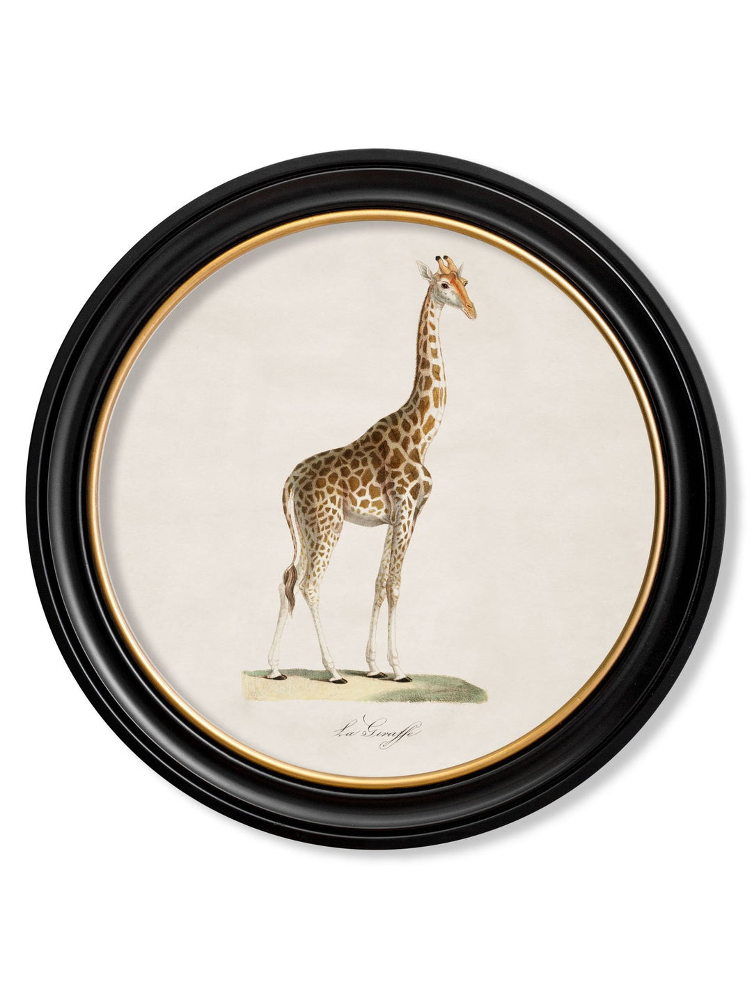 c.1836 Giraffe - Round Frame - TheArtistsQuarter