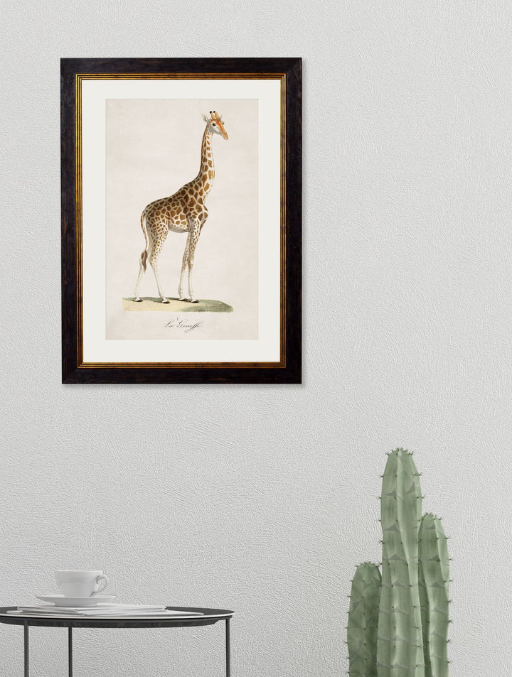 c.1836 Giraffe - TheArtistsQuarter