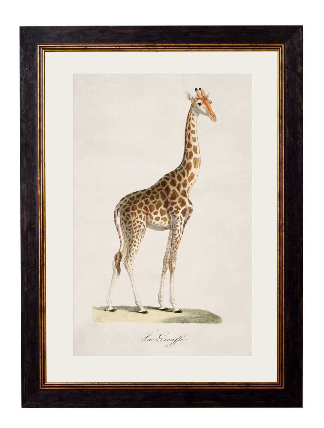 c.1836 Giraffe - TheArtistsQuarter