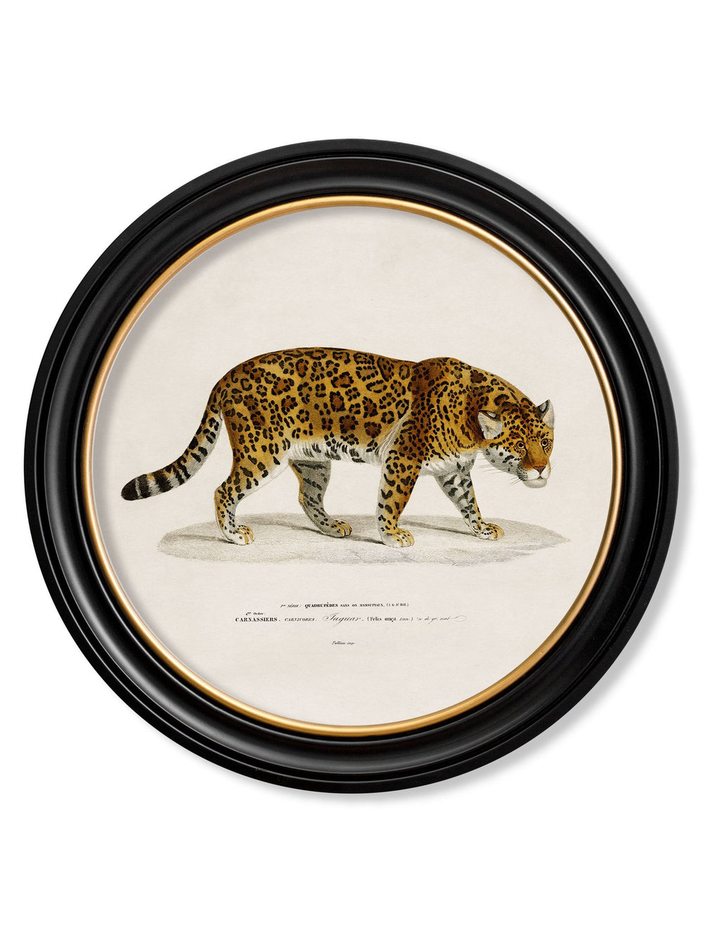 c.1836 Jaguar - Round Frame - TheArtistsQuarter