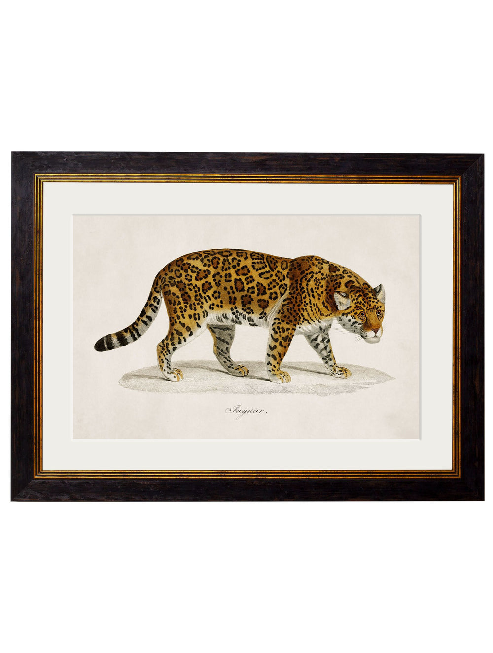 c.1836 Jaguar - TheArtistsQuarter