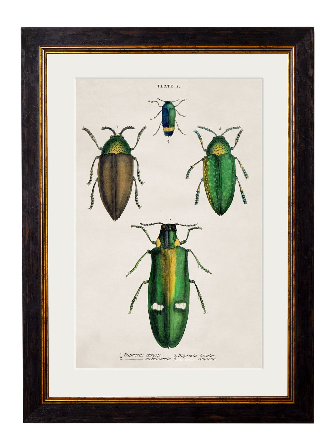 c.1836 Studies of Beetles - TheArtistsQuarter