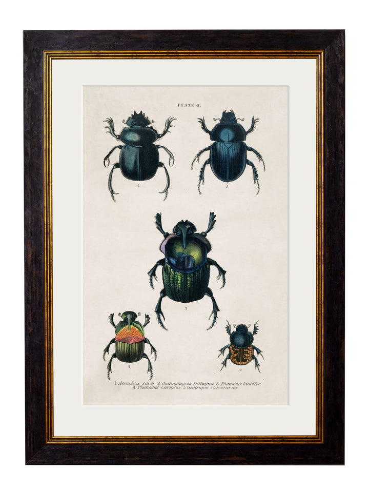 c.1836 Studies of Beetles - TheArtistsQuarter