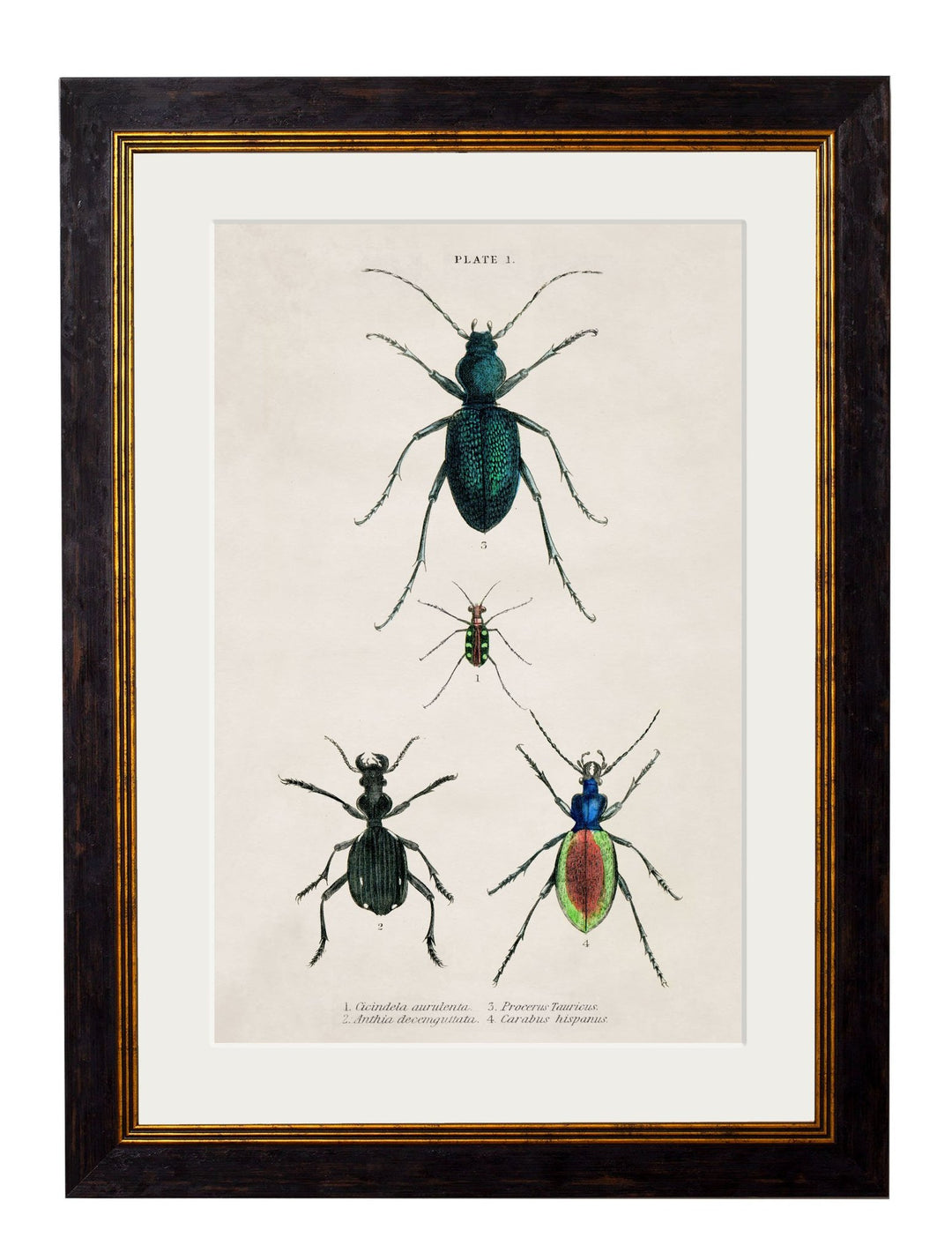 c.1836 Studies of Beetles - TheArtistsQuarter