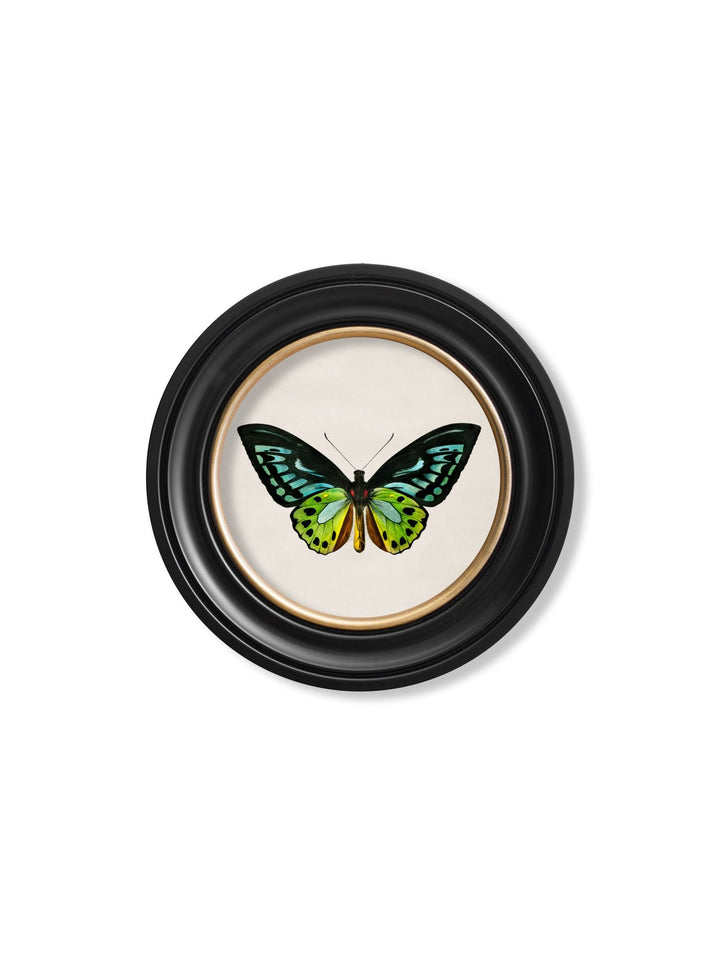 c.1836 Tropical Butterflies - Round Frames - TheArtistsQuarter