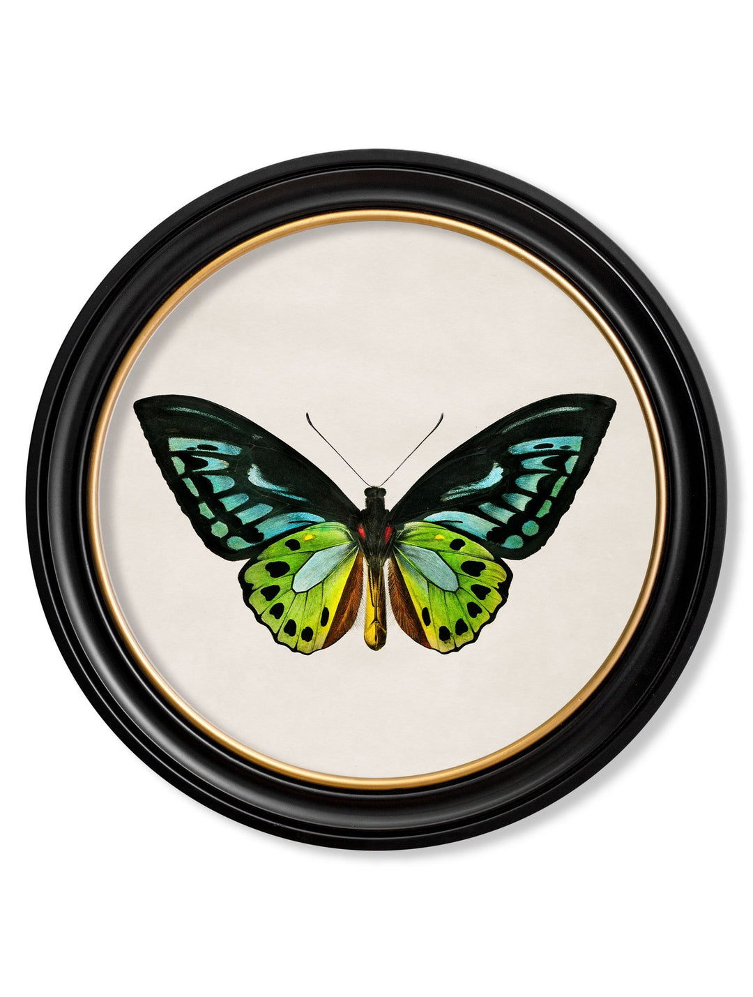 c.1836 Tropical Butterflies - Round Frames - TheArtistsQuarter