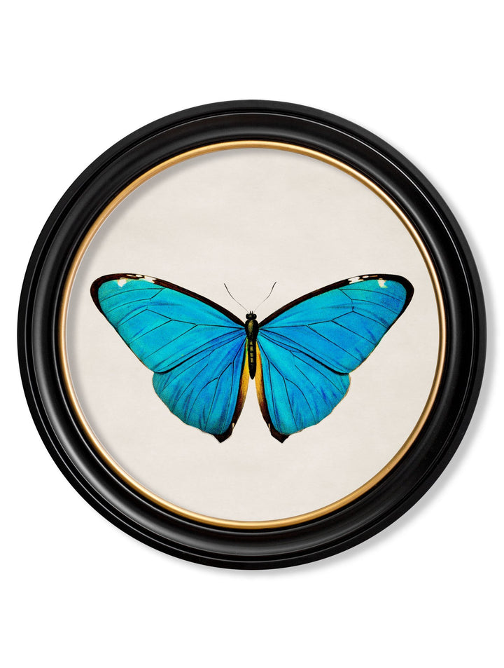 c.1836 Tropical Butterflies - Round Frames - TheArtistsQuarter