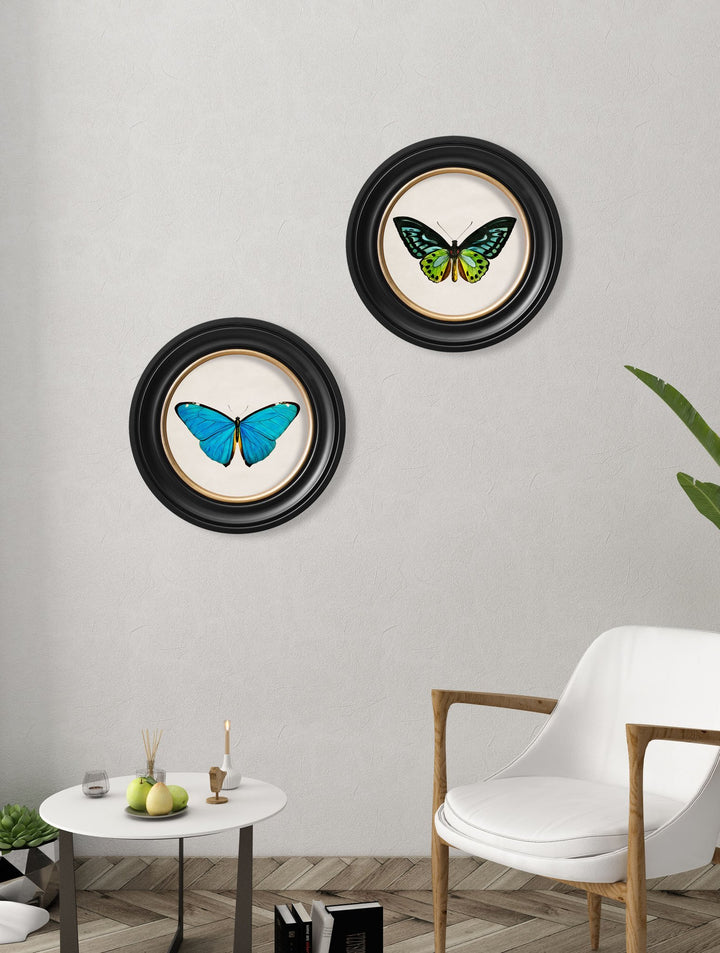 c.1836 Tropical Butterflies - Round Frames - TheArtistsQuarter