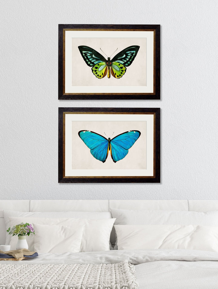 c.1836 Tropical Butterflies - TheArtistsQuarter