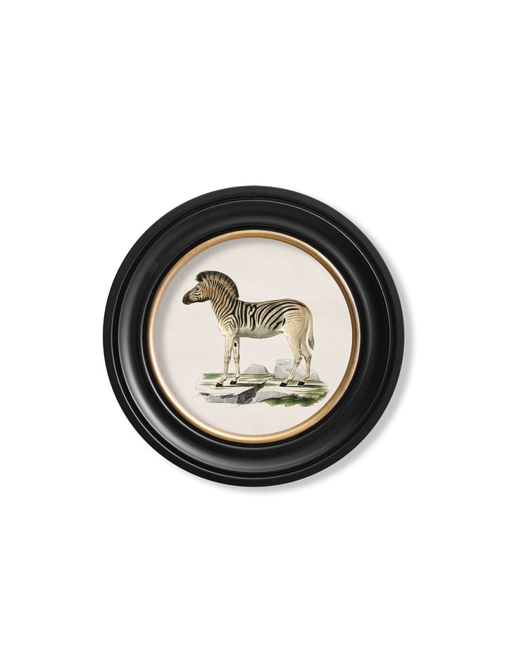 C.1836 Zebra - Round Frame - TheArtistsQuarter