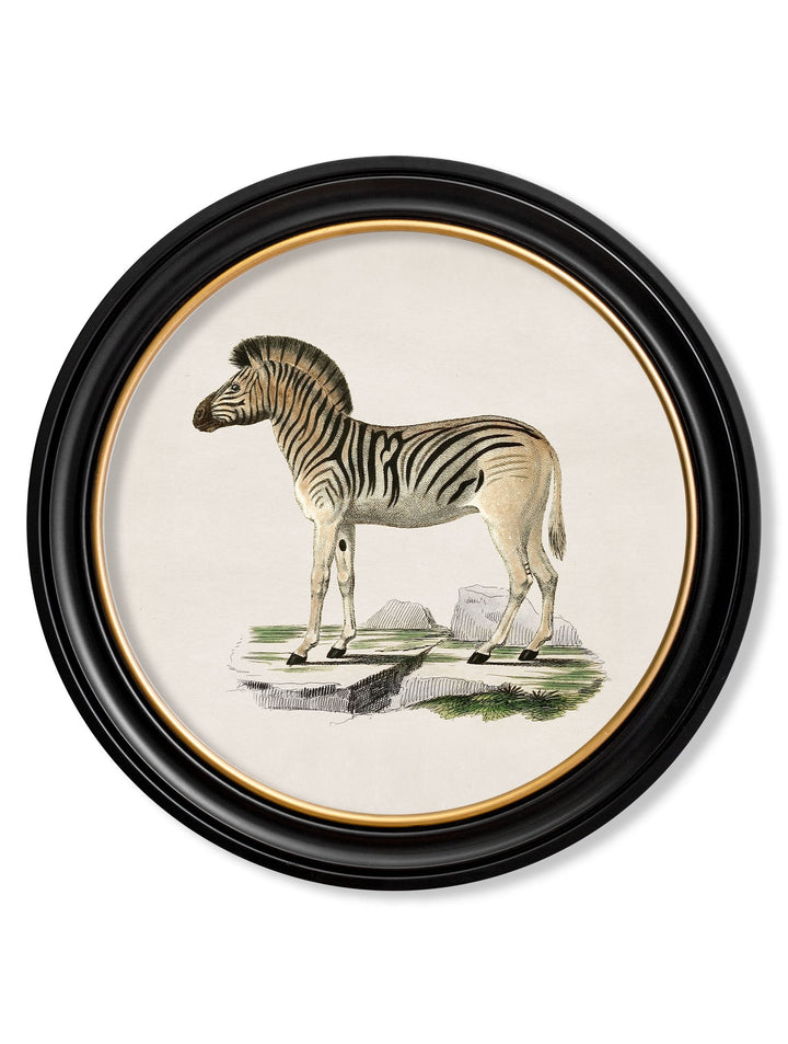 C.1836 Zebra - Round Frame - TheArtistsQuarter