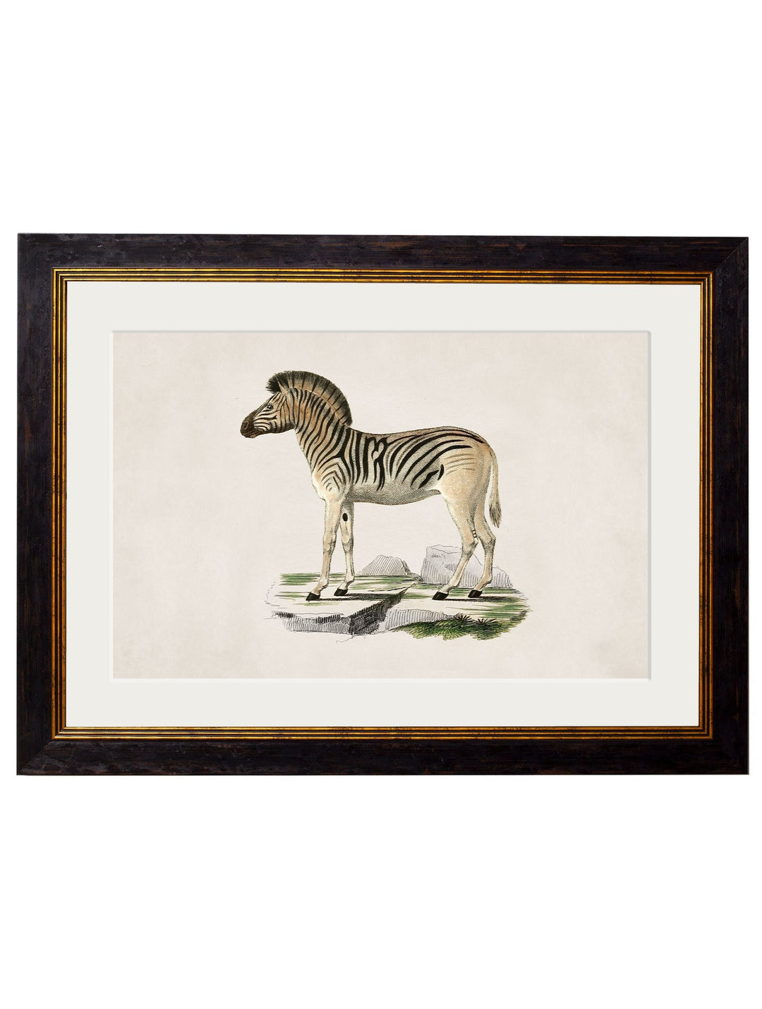 C.1836 Zebra - TheArtistsQuarter