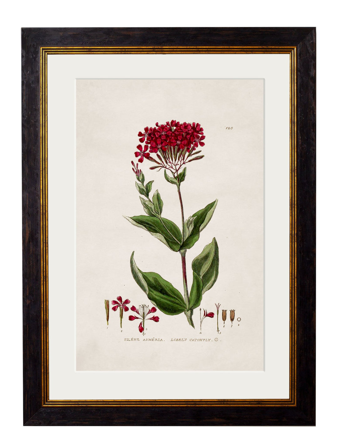 c.1837 British Flowering Plants - TheArtistsQuarter