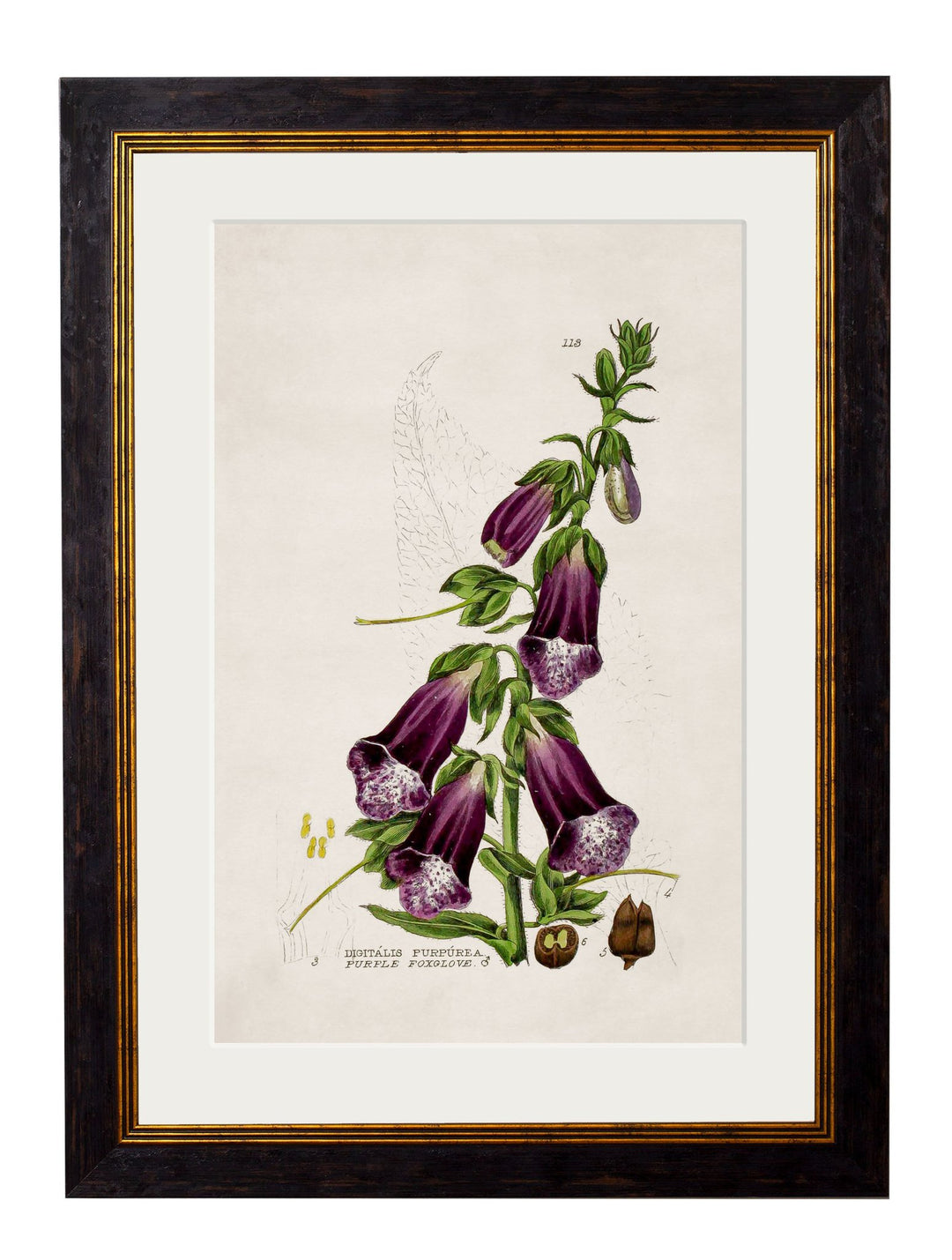 c.1837 British Flowering Plants - TheArtistsQuarter