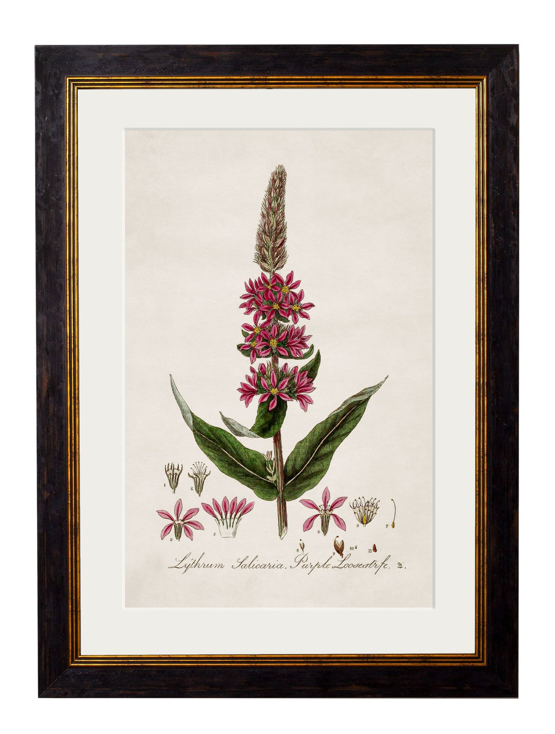 c.1837 British Flowering Plants - TheArtistsQuarter