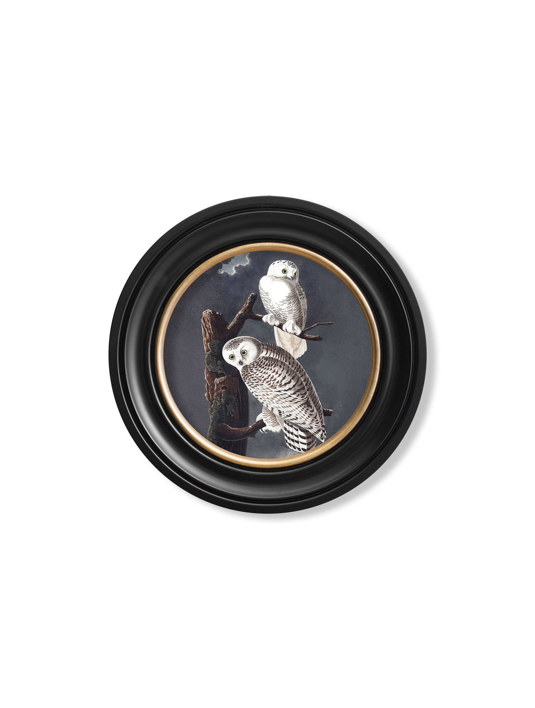 c.1838 Audubon's Owls - Round Frame - TheArtistsQuarter