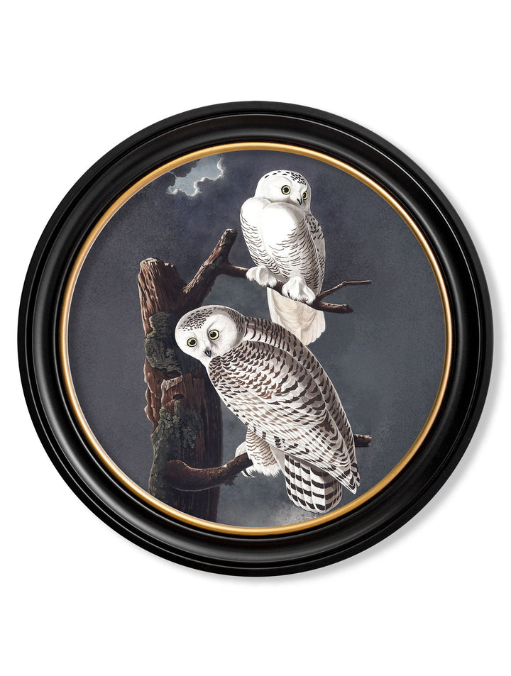 c.1838 Audubon's Owls - Round Frame - TheArtistsQuarter